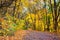 Autumn landscape - view of the curving road through the forest with yellow trees