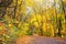 Autumn landscape - view of the curving road through the forest with yellow trees