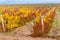 autumn landscape - a vine plantation after harvest