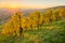 Autumn landscape vineyard with sunbeams