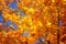 Autumn landscape and wallpaper. Yellow, orange and red autumn oak leaves in picturesque fall park. Outdoor. Sunny day, warm