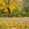 Autumn landscape. Warm autumn sunny day. Old bench under golden maple in sunny day, many fallen foliage. Seasons