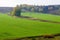 Autumn landscape. Winter cereals in late autumn. Bright yellow m