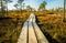 Autumn landscape of a wooden road that passes through bogs