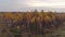 Autumn landscape. Yellow birch grove under a beautiful, fabulous sky, aerial view