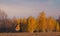 Autumn landscape with yellow birches, an orange house and a plowed field in the foreground