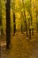 Autumn landscape with yellow-green maples in the park