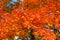 Autumn landscape. Yellow, orange and red autumn leaves in picturesque fall park. Outdoor. Sunny day, warm weather