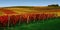 Autumn landscape in yellow-red European vineyard on rolling hills in Germany or France,green grass.Horizontal banner