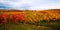 Autumn landscape in yellow-red European vineyard on rolling hills in Germany,stripes of rows,green grass.Copy space