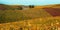 Autumn landscape,yellow-red rows of European vineyards on rolling hills in Germany or France.Autumn travel,grape harvest