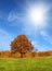 Autumn landscape with yellow tree