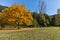 Autumn Landscape with yellow tree near Pancharevo lake, Sofia city Region