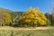 Autumn Landscape with yellow tree near Pancharevo lake, Sofia city Region, Bulgaria