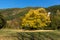 Autumn Landscape with yellow tree near Pancharevo lake, Sofia city Region, Bulgaria