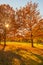 Autumn landscape. Yellow trees in forest  with warm sunshine and fall leaves. Beautiful Nature