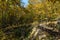 Autumn Landscape with yellow trees near Devil town in Radan Mountain, Serbia