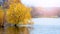 Autumn landscape with yellow willow over the river in sunny weather, reflection of a tree in the river