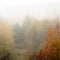 Autumn landscape. Yellowed foliage, golden tree crowns shrouded in fog.