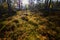 Autumn landscape in Yllas Pallastunturi National Park, Lapland, Finland