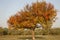 Autumn landscapes forest North Caucasus Chechnya