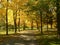 Autumn landscaspe in the park I