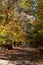 Autumn Lane in the Hector National Forest