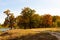 Autumn lanscape with oak grove in september