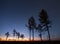 Autumn larches under starry sky at sunrise