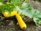 In autumn, large delicious zucchini grew in the garden