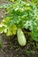 In autumn, large delicious zucchini grew in the garden