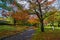 Autumn Laves at Hiroshima Central Park