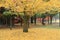 Autumn Laves at Nara Park