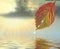 Autumn leaf above water in beams