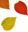 Autumn leaf abstract frame