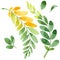 Autumn leaf of acacia in a hand drawn watercolor style isolated.
