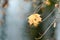 Autumn leaf alone on a branch-autumn background.