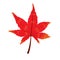 Autumn leaf, Autumn maple leaf isolated on white background, Vector illustration