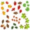 Autumn leaf, collection for designers
