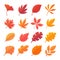 Autumn leaf collection Orange maple leaves in autumn simple design