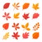 Autumn leaf collection Orange maple leaves in autumn simple design