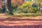 Autumn leaf color at Sanzenin Temple in Ohara, Kyoto, Japan. Sanzenin Temple was founded in 804