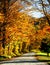 Autumn leaf colors on deciduous trees in Vermont.