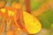 Autumn Leaf - Colors in Nature Background - Golden Simplicity