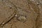 An Autumn leaf is embedded in the tidal sand on the beach