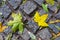 Autumn leaf fall: fallen maple leaves on a granite cobbles in th