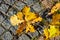 Autumn leaf fall: fallen yellow oak leaves on a granite cobbles