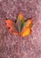 Autumn leaf on fluffy wool fabric