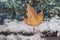 Autumn leaf on the frosted snow