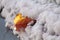 Autumn leaf on the frosted snow